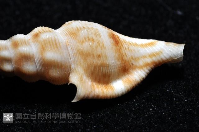 奧利佛捲管芋螺藏品圖，第5張