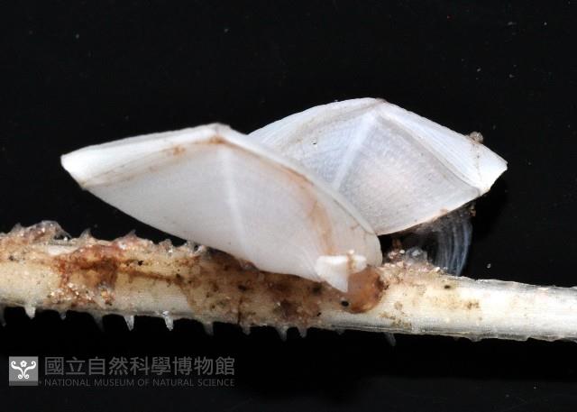 平滑大茗荷藏品圖，第5張