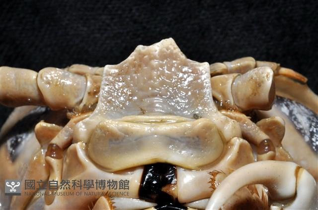 詹姆士巨深水虱藏品圖，第5張