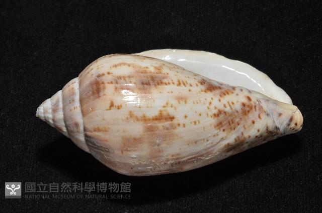 棕線渦螺藏品圖，第5張