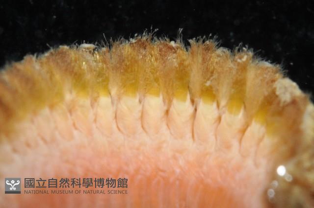 粗糙雙指鱗蟲藏品圖，第5張
