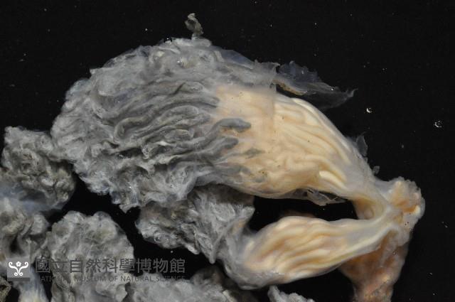 未知種海鞘藏品圖，第5張
