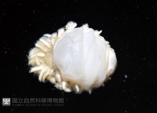 中華淺鰓虱藏品圖，第5張
