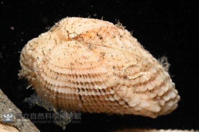 未知種魁蛤藏品圖，第5張