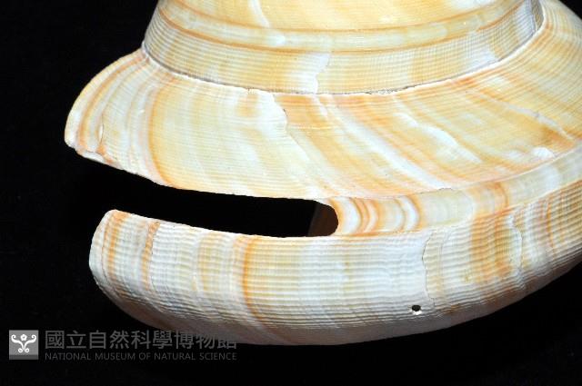 寺町翁戎螺藏品圖，第5張
