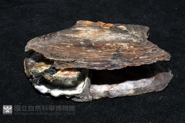 中華蚶豆蟹藏品圖，第5張
