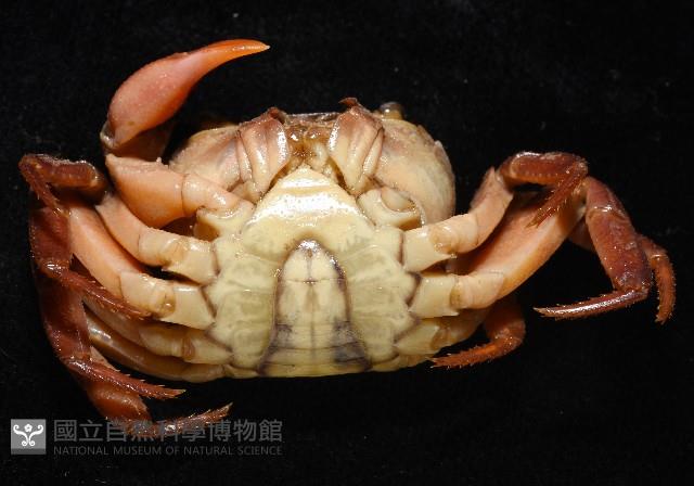 拉氏明溪蟹藏品圖，第5張
