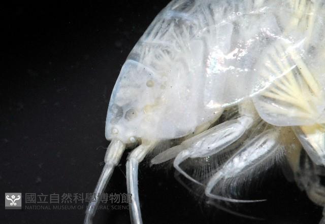 未知種端足類藏品圖，第5張