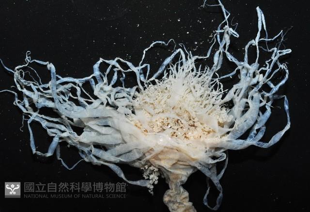 盔形水母之一種藏品圖，第5張