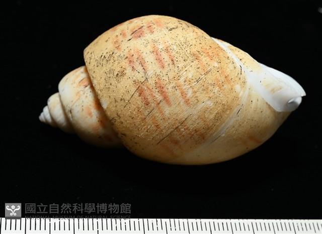 彩繪型深溝鳳螺藏品圖，第5張