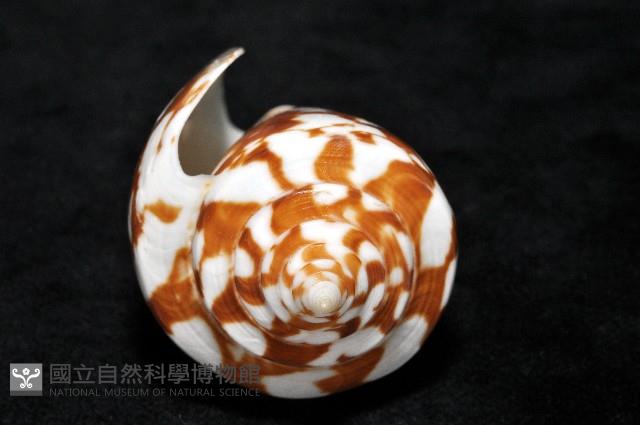 阿瑪迪芋螺藏品圖，第5張
