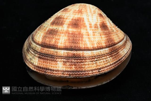 千妮簾蛤藏品圖，第5張