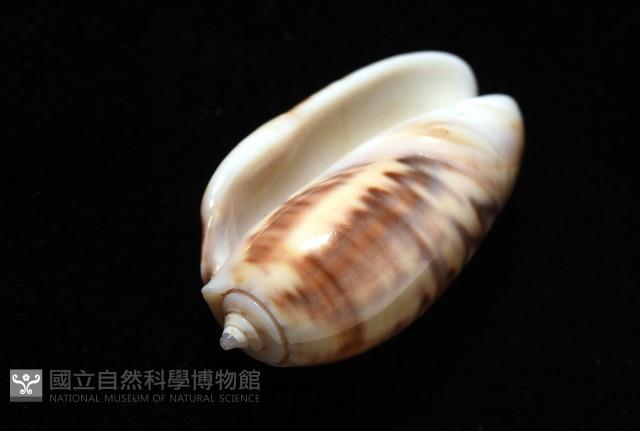 泡形榧螺藏品圖，第5張