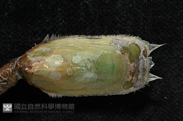 亞氏海豆芽藏品圖，第5張