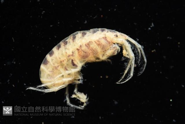 未知種端足類藏品圖，第5張