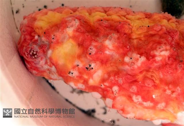 可疑翼手參藏品圖，第5張