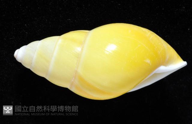 黃雙旋蝸牛藏品圖，第5張