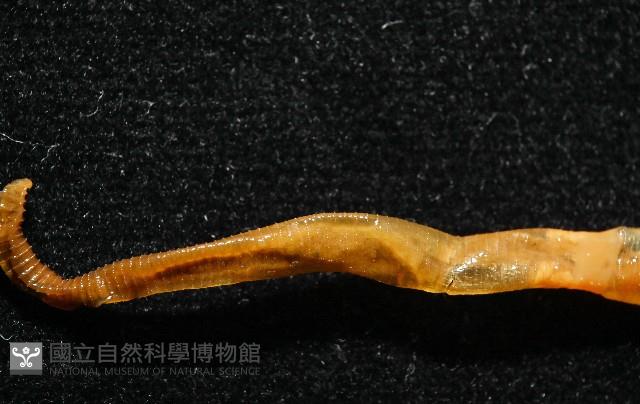 九棚遠環蚓(新種)藏品圖，第5張