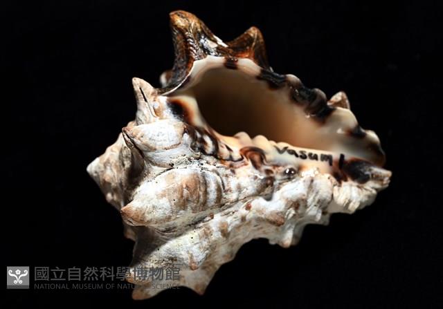 短拳螺藏品圖，第5張
