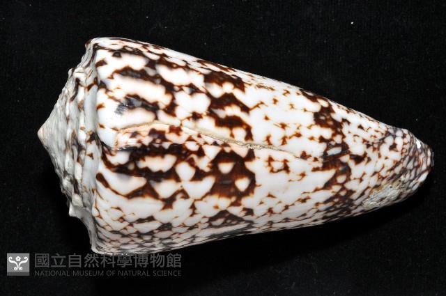 網目大理石芋螺藏品圖，第5張