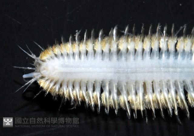 未知種多鱗蟲藏品圖，第5張