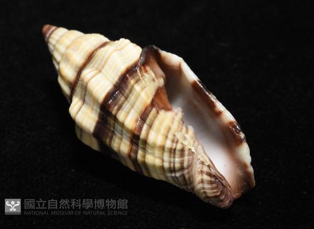 黑帶蛹筆螺藏品圖，第5張