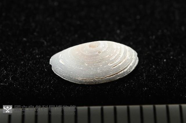登錄號:004961-00119藏品圖，第5張