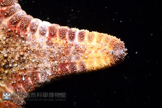 未知種花瘤海星 sp. 02藏品圖，第5張