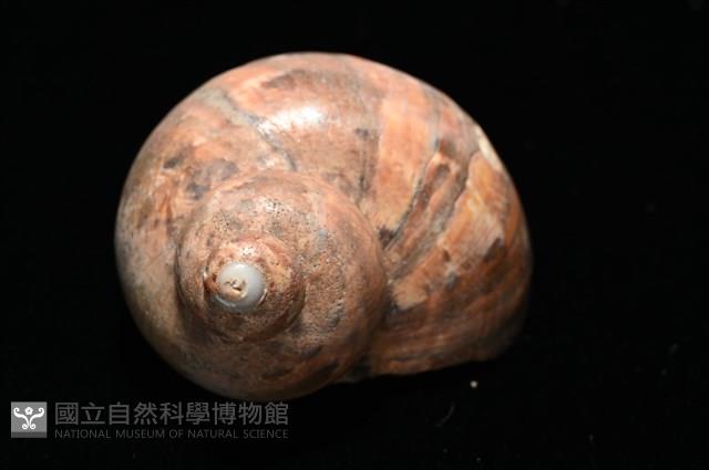 芮氏蠑螺藏品圖，第5張