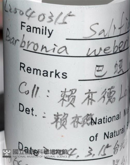巴蛭藏品圖，第5張