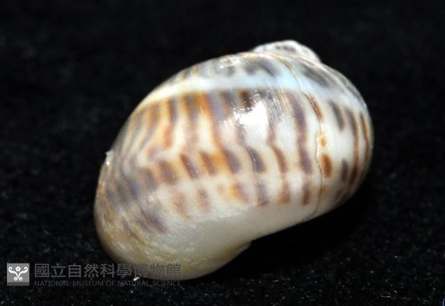小灰玉螺藏品圖，第5張