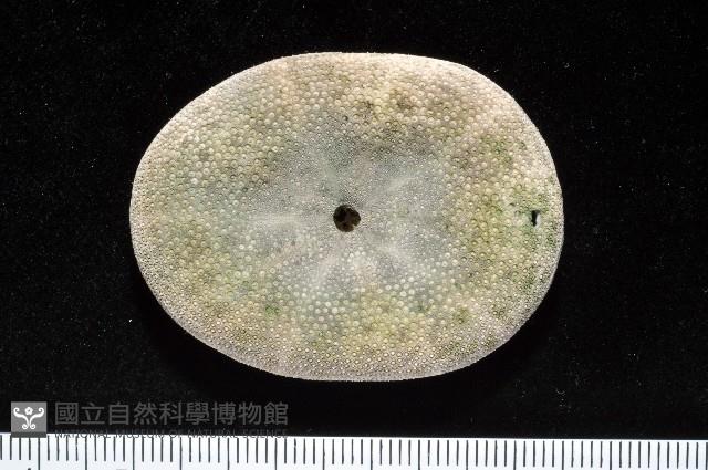 網楯海膽藏品圖，第5張