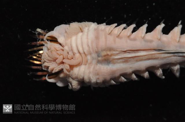 未知種筆帽蟲藏品圖，第5張