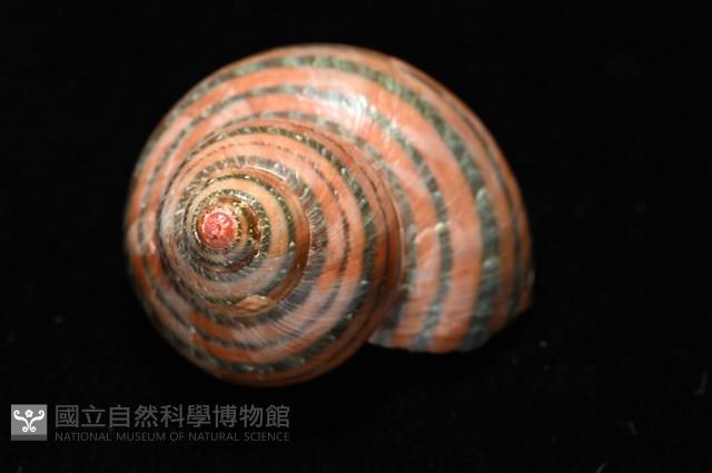 芮氏蠑螺藏品圖，第5張
