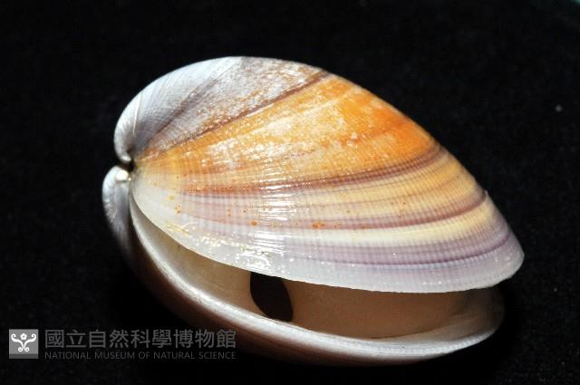 環文蛤藏品圖，第5張