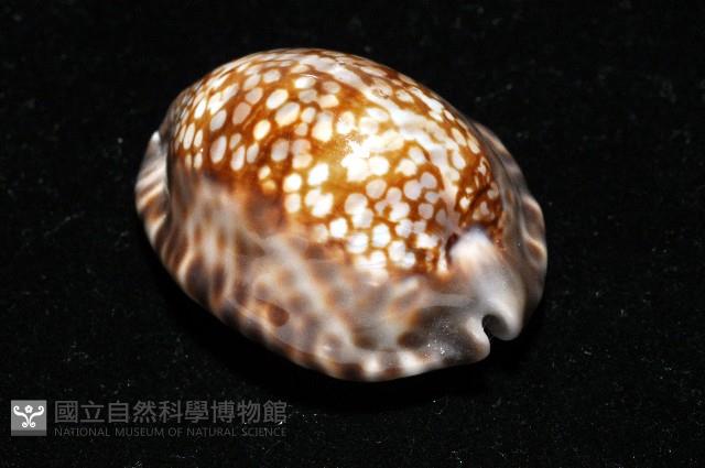 扁緣寶螺藏品圖，第5張