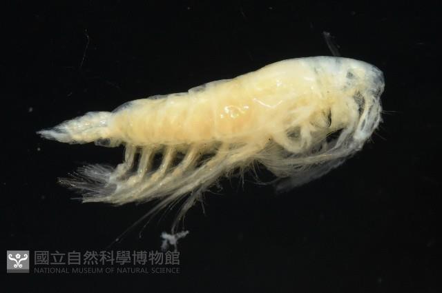 未知種橈足類藏品圖，第5張
