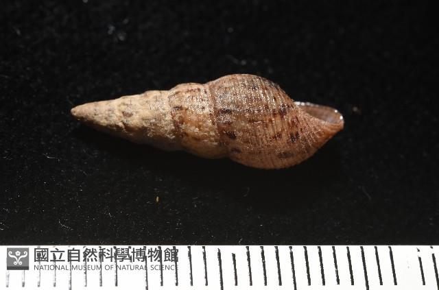 網蜷藏品圖，第5張