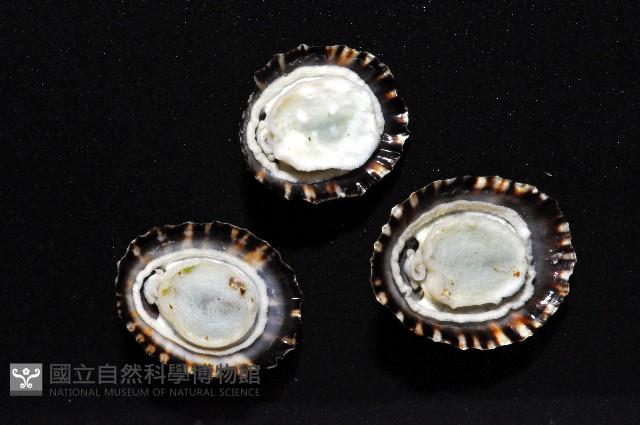 登錄號:007474-00019藏品圖，第5張