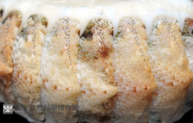 鱗紋石鱉藏品圖，第5張