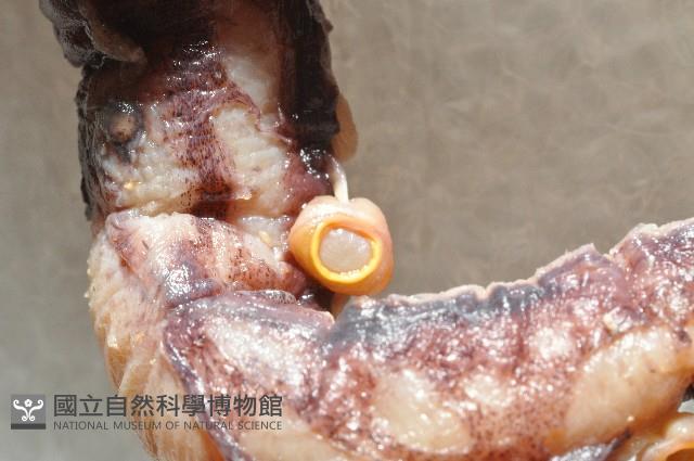 奇妙帆魷藏品圖，第5張