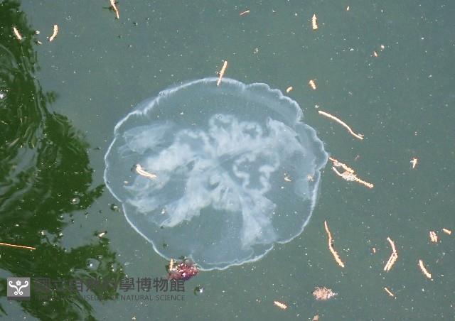 未知種海月水母藏品圖，第5張