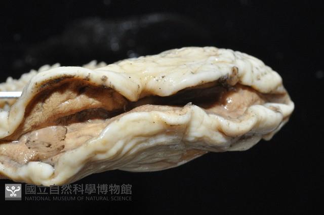 豹紋海葵(暫譯)藏品圖，第5張