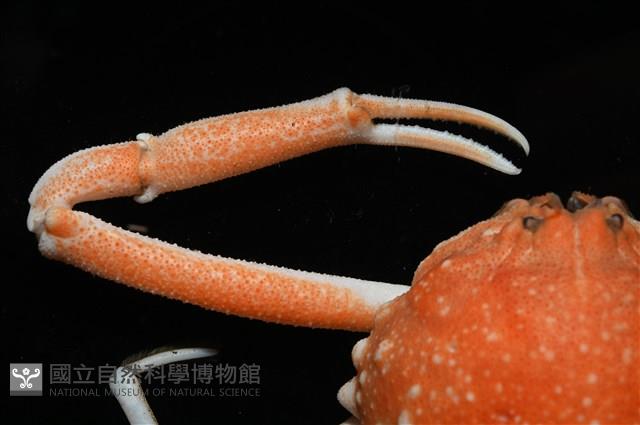 泡粒長螯蟹藏品圖，第5張