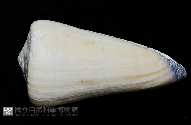玉女芋螺藏品圖，第5張