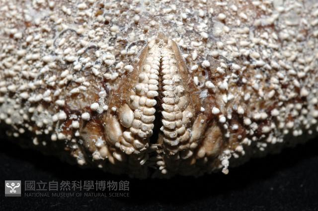 麵包海星(饅頭海星)藏品圖，第5張