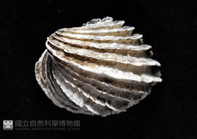 龍王圈心蛤藏品圖，第5張