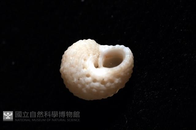 荔枝花冠螺藏品圖，第5張