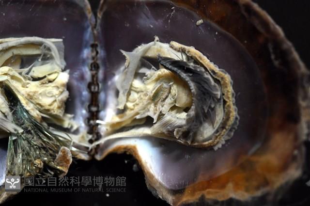 馬鞍(扁平)障泥蛤藏品圖，第5張