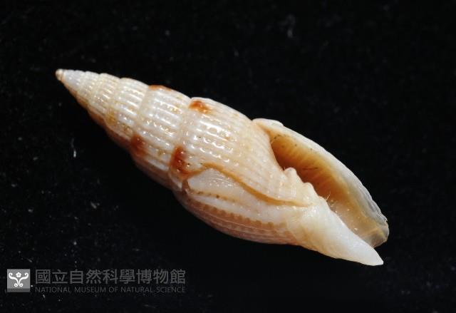 水月蛹筆螺藏品圖，第5張